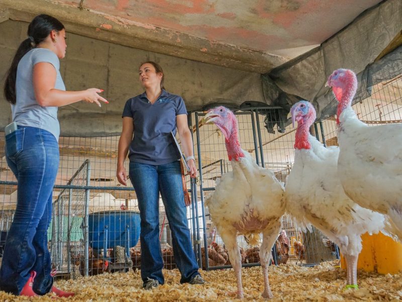 Simpson works throughout summer break to support her ag students.