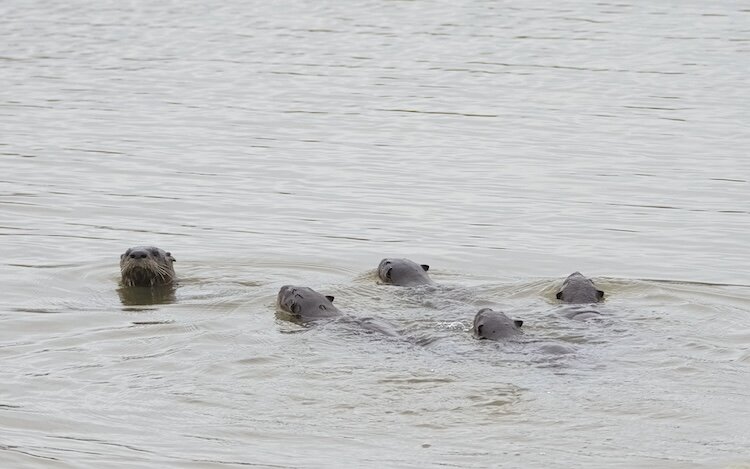 Otters' tails are important for use in swimming. (Photo/Tony Everhardt) 