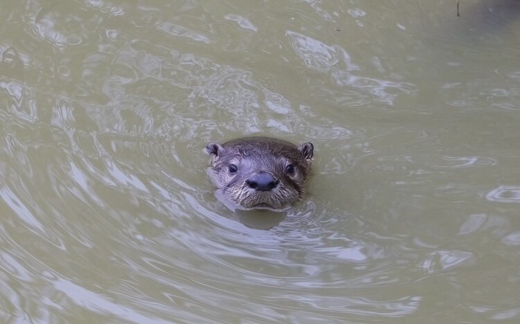 The elusive species has captured the imagination of Everhardt and others who have been fortunate enough to see them, as well as those who are hoping to still catch a glimpse of one in the wild. (Photo/Tony Everhardt)